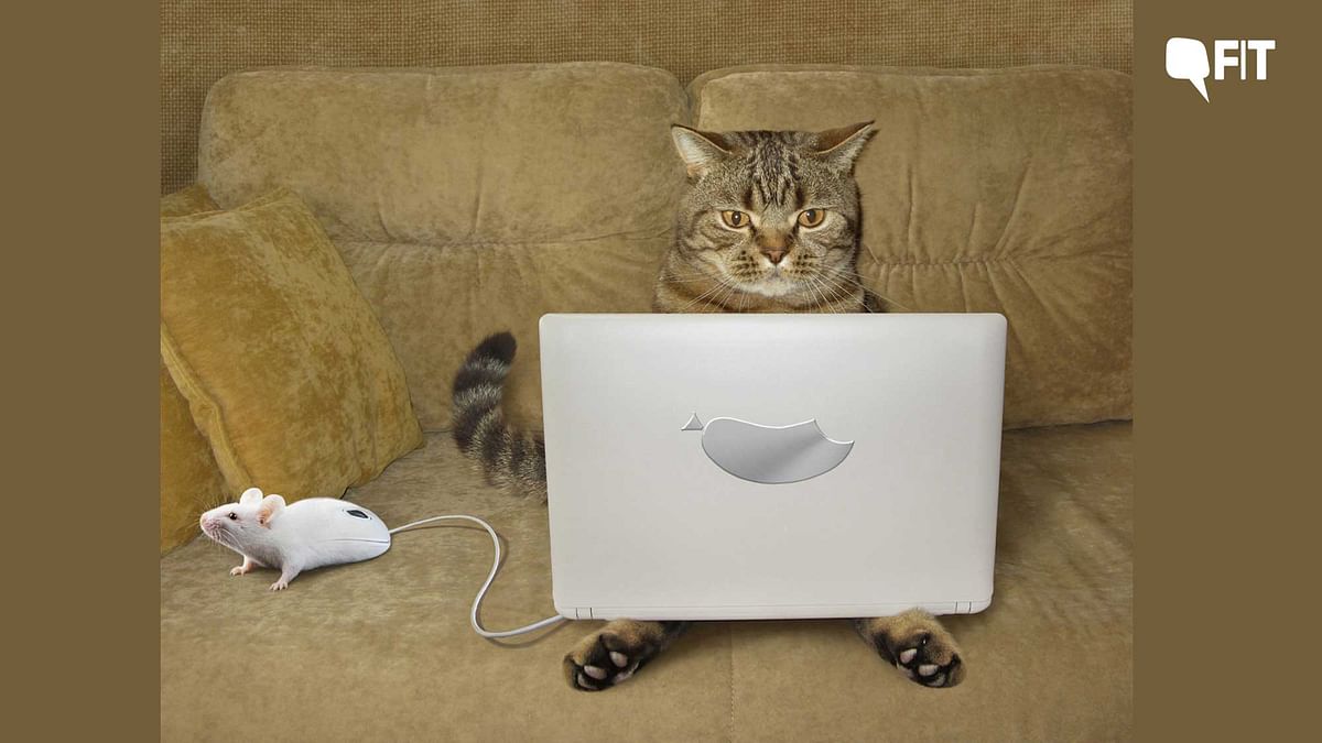 Кот хакер